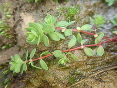 Illecebrum verticillatum