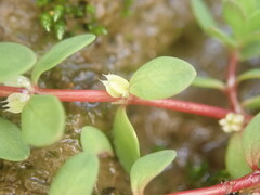 Illecebrum verticillatum