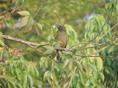 Saltator grandis