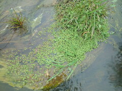 Illecebrum verticillatum