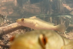 Channa striata