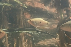 Trichopodus trichopterus