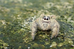 Hyllus diardi