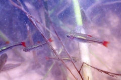 Rasbora rubrodorsalis
