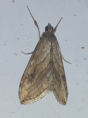 Evergestis forficalis