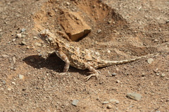 Agama hispida