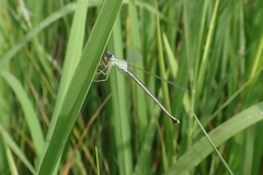Lestes concinnus