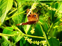 Junonia zonalis