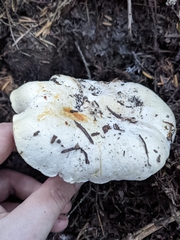 Cantharellus subalbidus