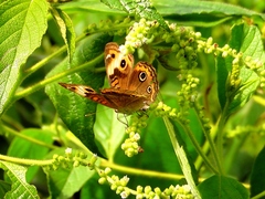 Junonia zonalis