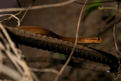 Thamnodynastes pallidus