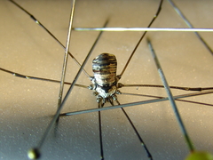 Leiobunum roseum
