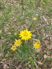 Xerochrysum viscosum