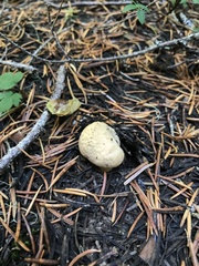 Chroogomphus tomentosus