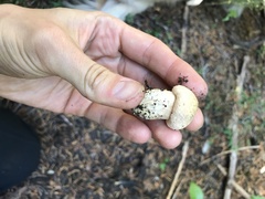 Chroogomphus tomentosus