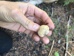 Chroogomphus tomentosus