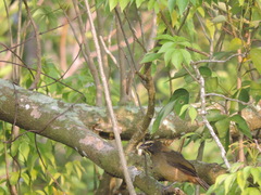 Saltator grandis