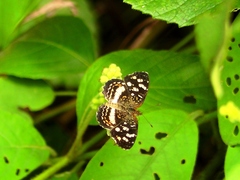 Anthanassa tulcis