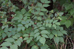 Toxicodendron trichocarpum