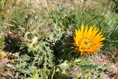 Berkheya armata