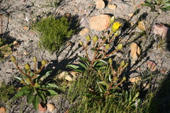 Berkheya herbacea