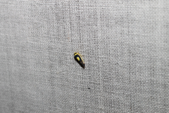 Colladonus clitellarius