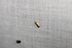 Epicallima argenticinctella