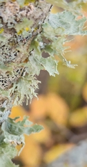 Ramalina americana