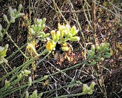 Copestylum violaceum