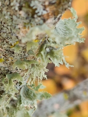 Ramalina americana