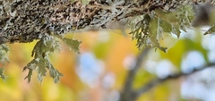 Ramalina americana