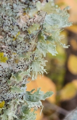 Ramalina americana