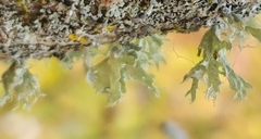 Ramalina americana