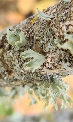 Ramalina americana