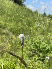 Bistorta officinalis