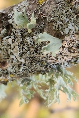 Ramalina americana