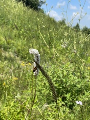 Bistorta officinalis