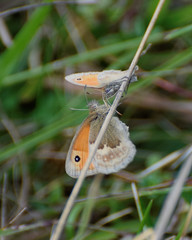 Coenonympha pamphilus