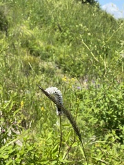 Bistorta officinalis