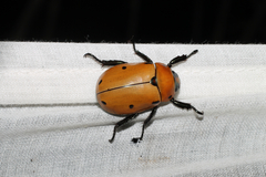 Pelidnota punctata