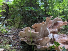 Bondarzewia occidentalis