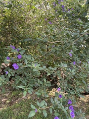 Lycianthes rantonnetii