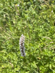 Bistorta officinalis