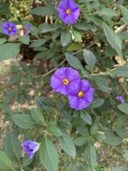 Lycianthes rantonnetii