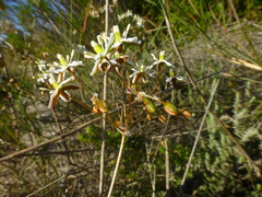 Pharnaceum lanatum