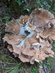 Bondarzewia occidentalis