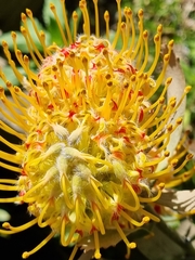 Leucospermum × hybridum