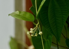 Hoya australis
