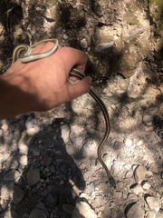 Thamnophis cyrtopsis