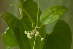 Hoya australis